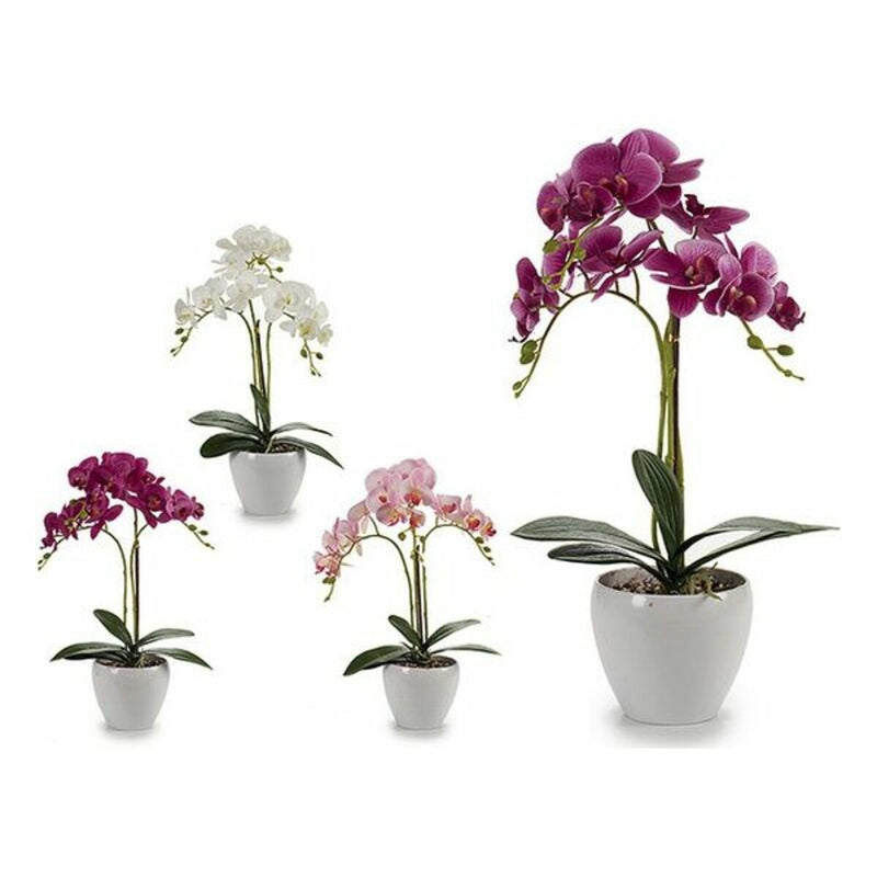 Decorative Plant Circular Orchid